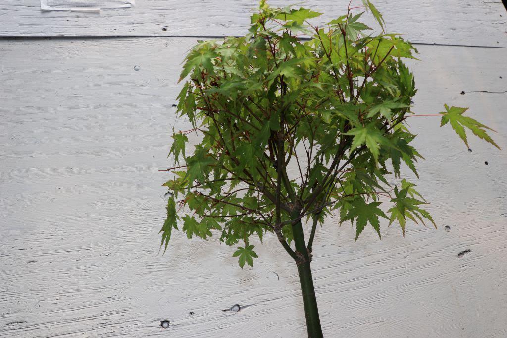 Green Japanese Maple Bonsai Tree (Small) – Japanese Maple