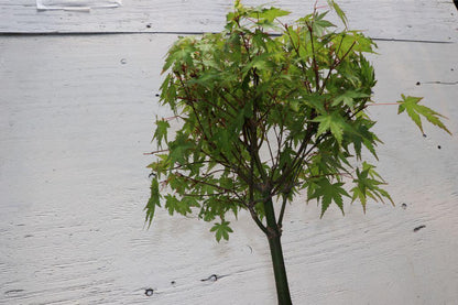 Green Japanese Maple Bonsai Tree (Small) – Japanese Maple
