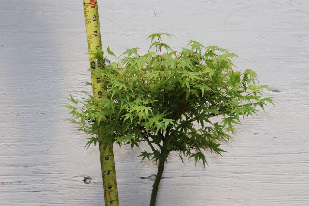 Green Japanese Maple Bonsai Tree (Small) – Japanese Maple