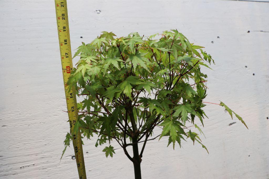 Green Japanese Maple Bonsai Tree (Small) – Japanese Maple