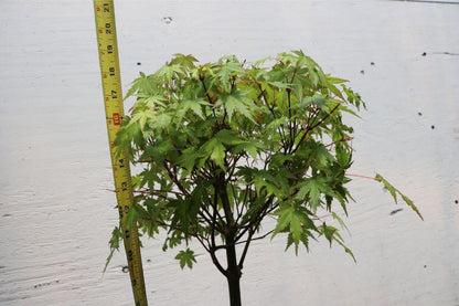 Green Japanese Maple Bonsai Tree (Small) – Japanese Maple