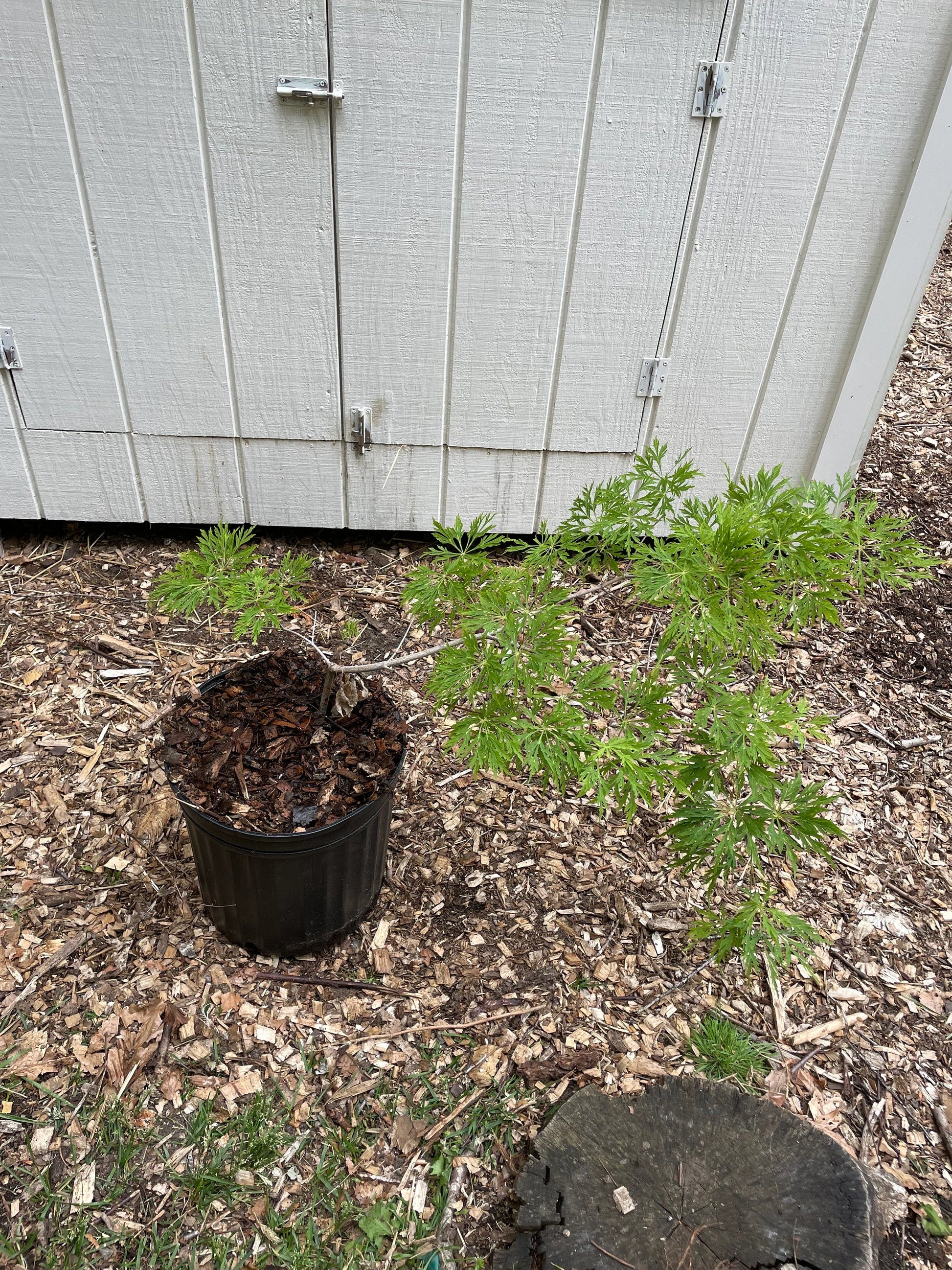 Green Cascade Japanese Maple Tree | Weeping Acer Japonicum – Trees and Shrubs