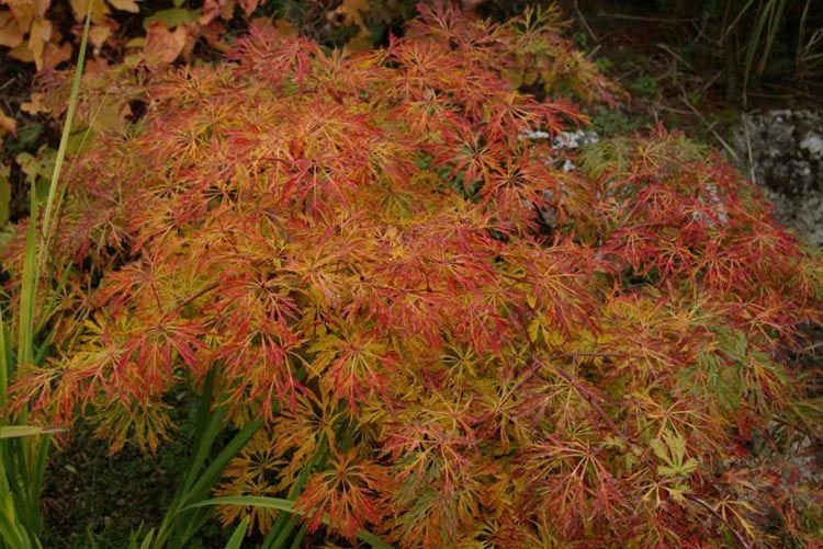 Green Cascade Japanese Maple Tree | Weeping Acer Japonicum – Trees and Shrubs
