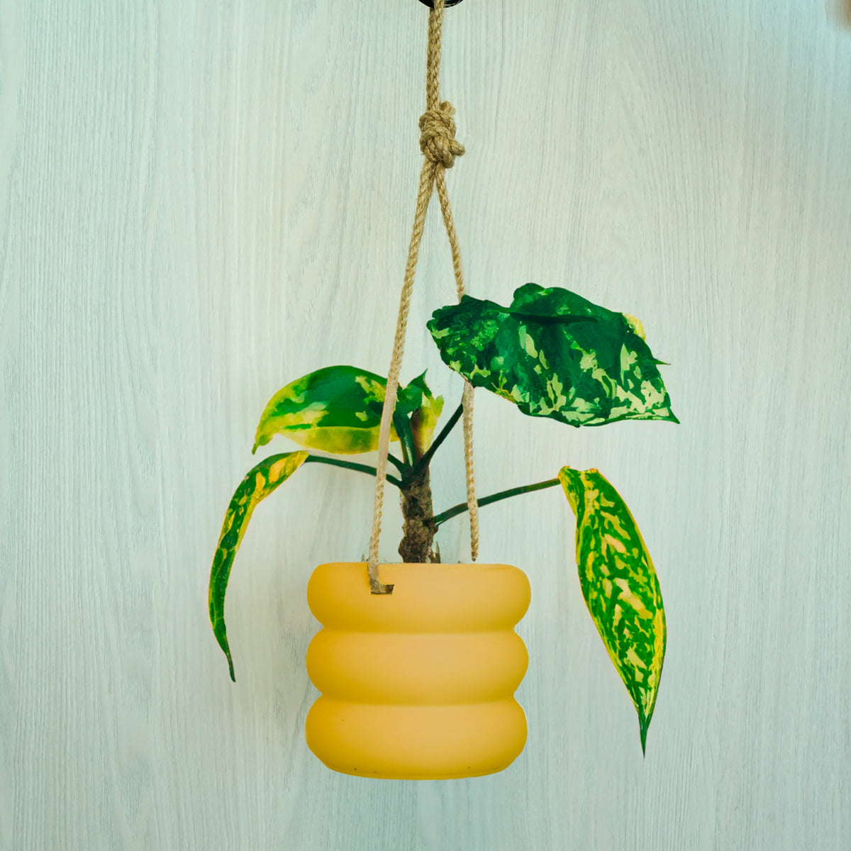 Hanging Bubble Planter with Hemp Cord | 4–9 Inch Plant Pot