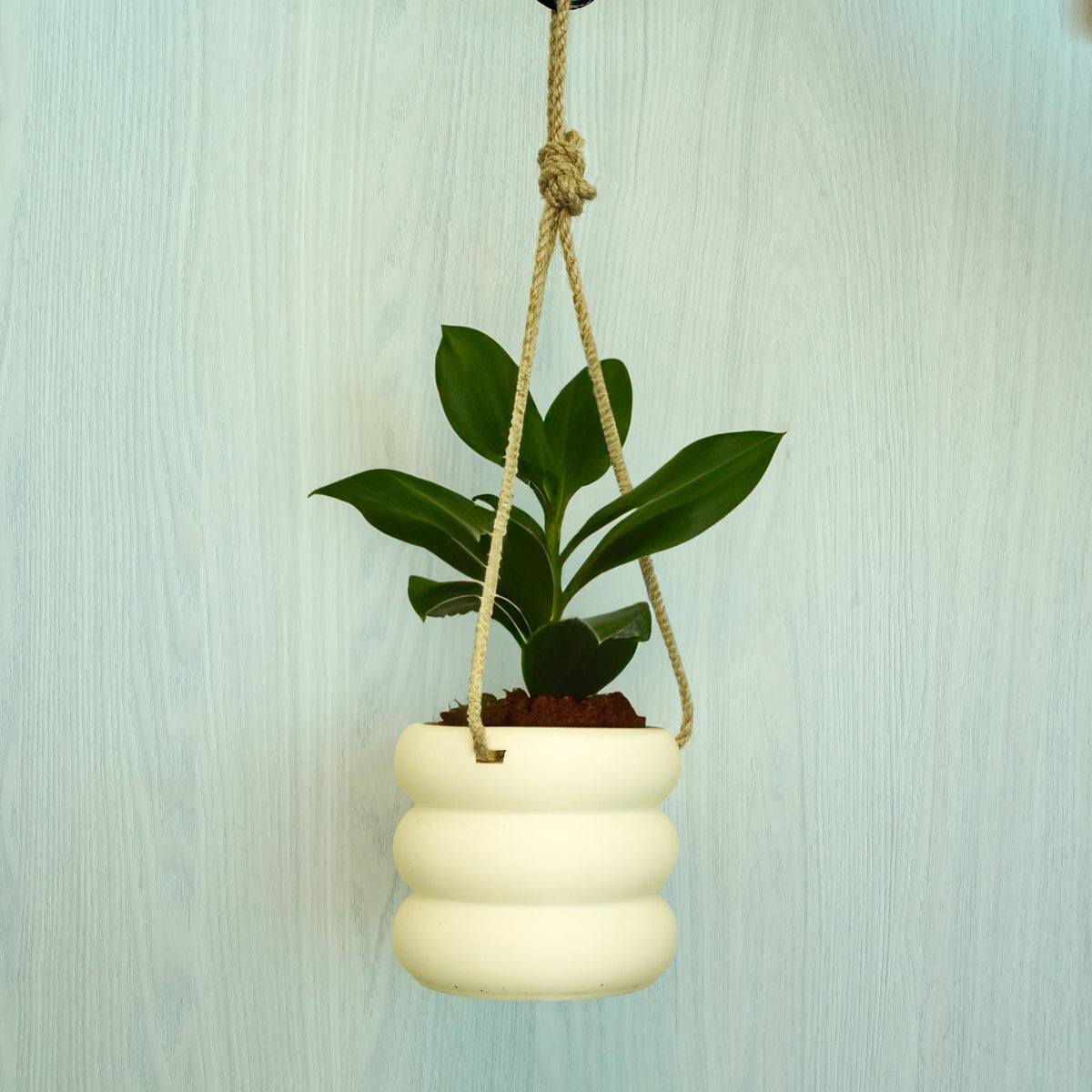 Hanging Bubble Planter with Hemp Cord | 4–9 Inch Plant Pot