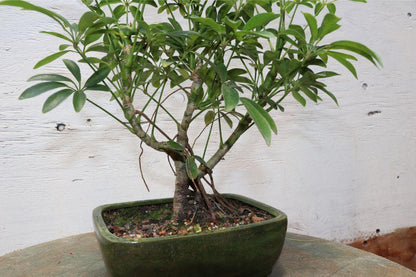 Hawaiian Umbrella Bonsai Tree – Hawaiian Umbrella