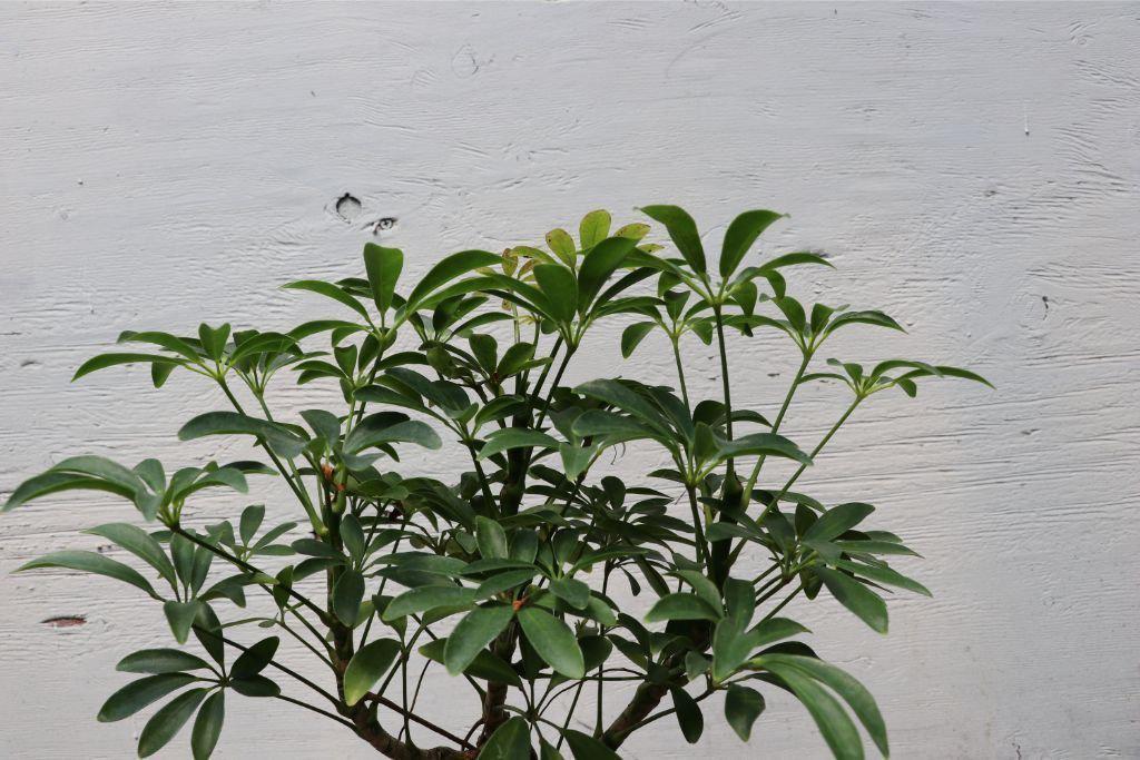 Hawaiian Umbrella Bonsai Tree – Hawaiian Umbrella