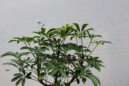 Hawaiian Umbrella Bonsai Tree – Hawaiian Umbrella