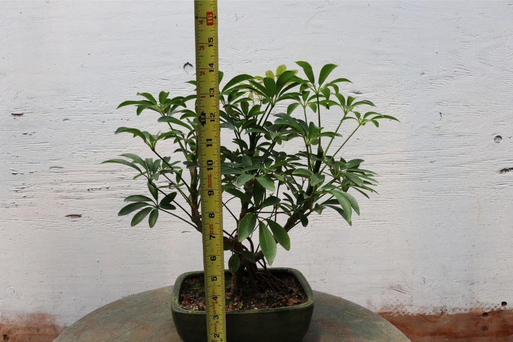 Hawaiian Umbrella Bonsai Tree – Hawaiian Umbrella