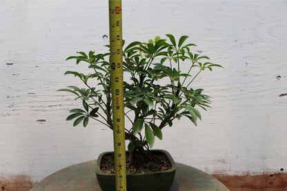 Hawaiian Umbrella Bonsai Tree – Hawaiian Umbrella