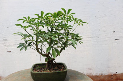Hawaiian Umbrella Bonsai Tree – Hawaiian Umbrella