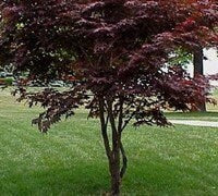 Japanese Maple ' Hefner's Red ' Grafted