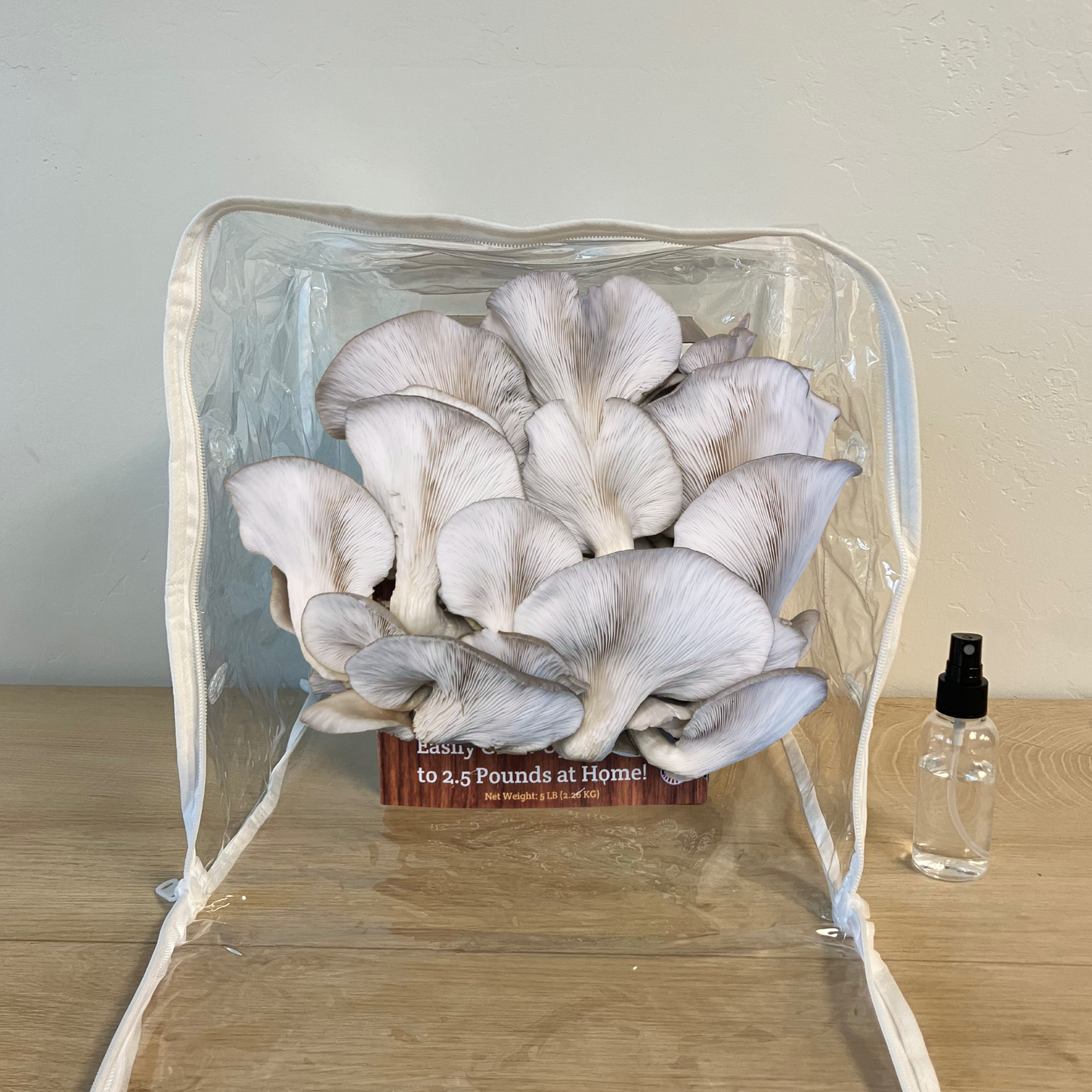 Premium Blue Oyster Mushroom Growing Kit - 5 LBS – Oyster Mushrooms
