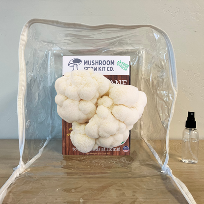 Premium Lion's Mane Mushroom Growing Kit - 5 LBS – Lion's Mane