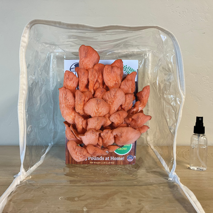 Premium Pink Oyster Mushroom Growing Kit - 5 LBS