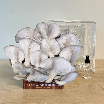 Premium Blue Oyster Mushroom Growing Kit - 5 LBS – Yes Oyster Mushrooms