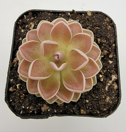 Pinguicula ehlersiae 'Victoria' – Rare Mexican Carnivorous Butterwort | Live Plant – Butterworts