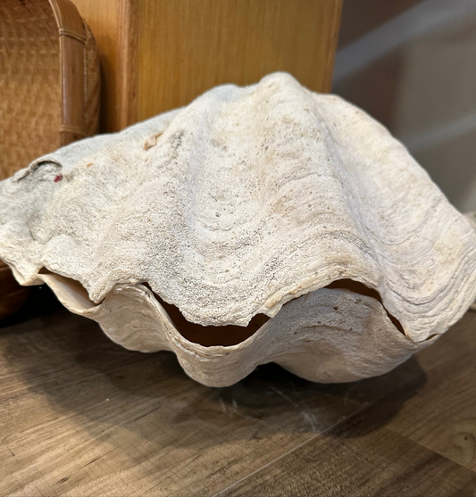 19" Giant Bear Paw Clam Pair Display Shell – Hippopus hippopus Coastal Home Decor