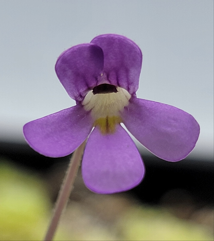 Pinguicula jaumavensis 'Cardonal' – Rare Carnivorous Butterwort | Live Plant