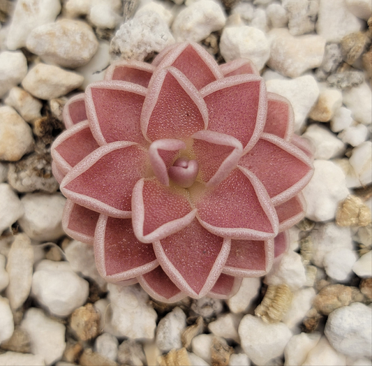 Pinguicula ehlersiae {Tolantongo} – Live Carnivorous Butterwort