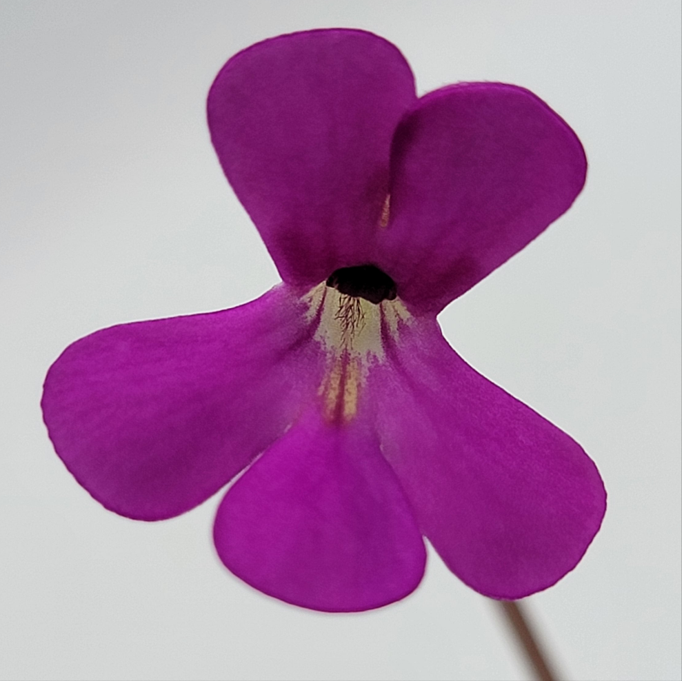 Pinguicula ehlersiae 'Victoria' – Rare Mexican Carnivorous Butterwort | Live Plant – Butterworts