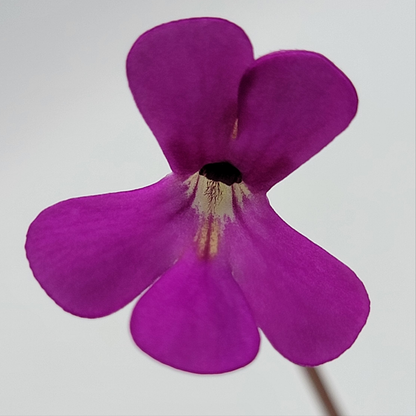 Pinguicula ehlersiae 'Victoria' – Rare Mexican Carnivorous Butterwort | Live Plant – Butterworts