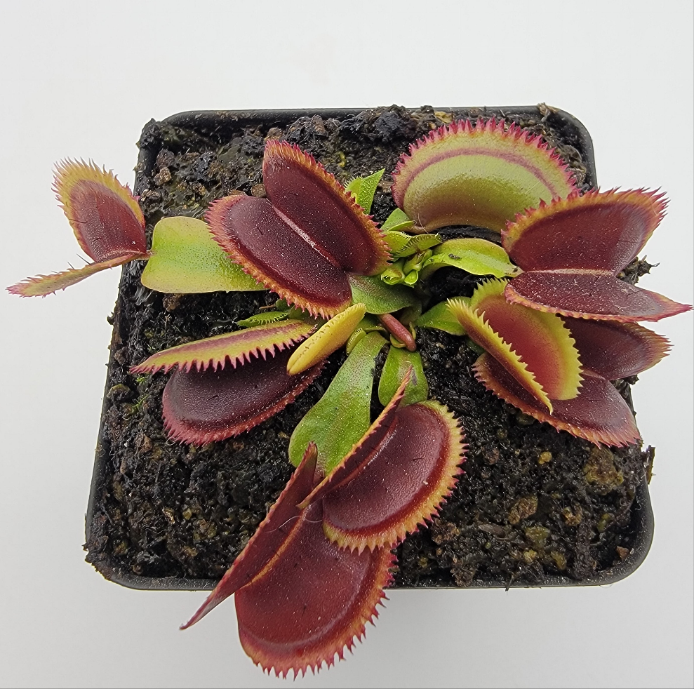 Venus Flytrap 'Brutal Shark' – Live Carnivorous Plant – Venus flytrap