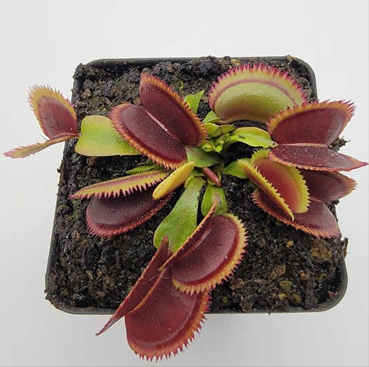 Venus Flytrap 'Brutal Shark' – Live Carnivorous Plant – Venus flytrap