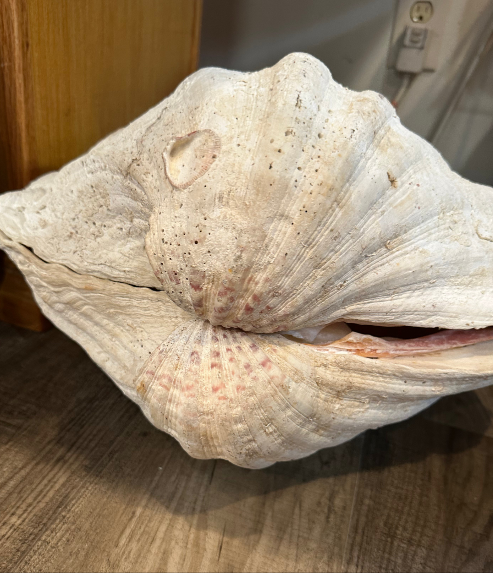 19" Giant Bear Paw Clam Pair Display Shell – Hippopus hippopus Coastal Home Decor