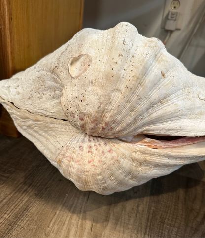 19" Giant Bear Paw Clam Pair Display Shell – Hippopus hippopus Coastal Home Decor