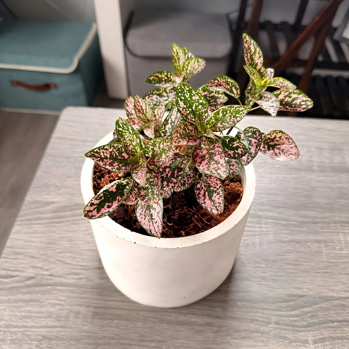Polka Dot Plant – Colorful Foliage in Premium Charlie Pot Options – Houseplant