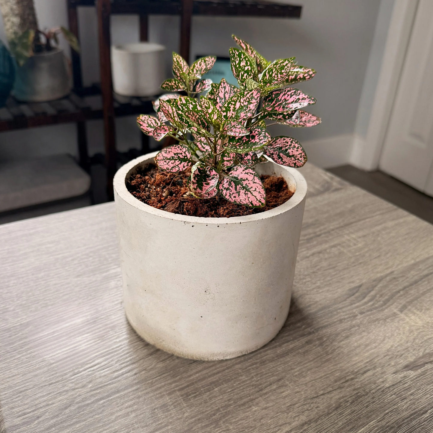 Polka Dot Plant – Colorful Foliage in Premium Charlie Pot Options – Houseplant