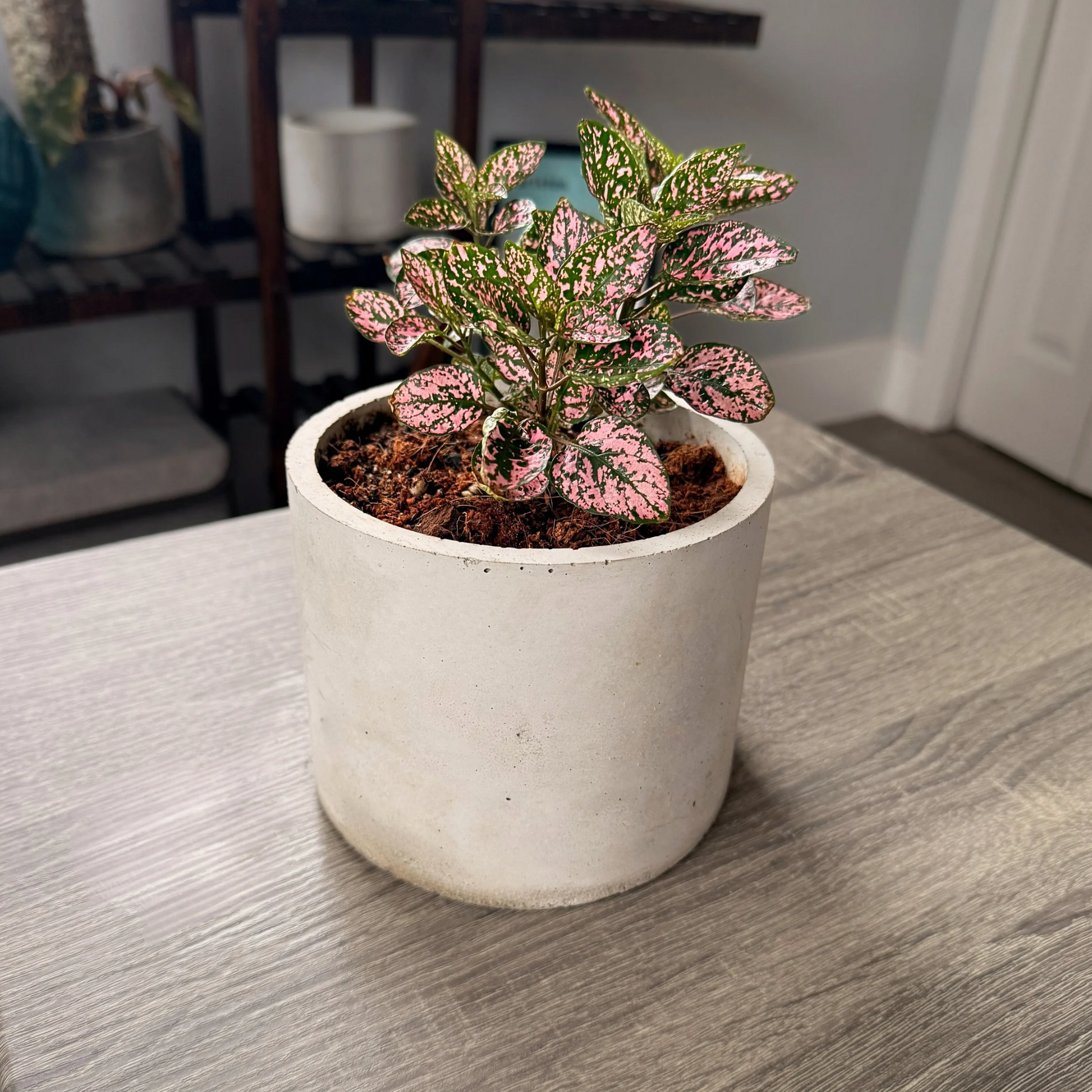 Polka Dot Plant – Colorful Foliage in Premium Charlie Pot Options – Houseplant