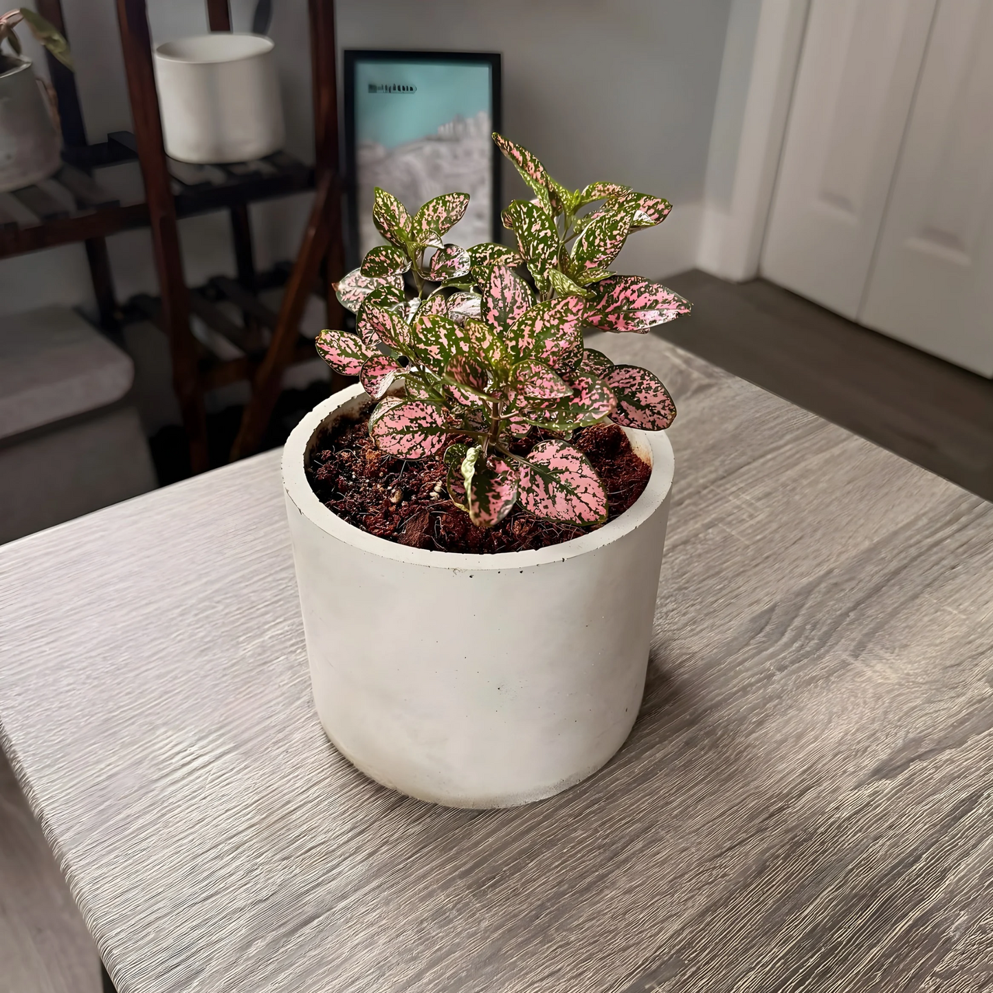 Polka Dot Plant – Colorful Foliage in Premium Charlie Pot Options – Houseplant