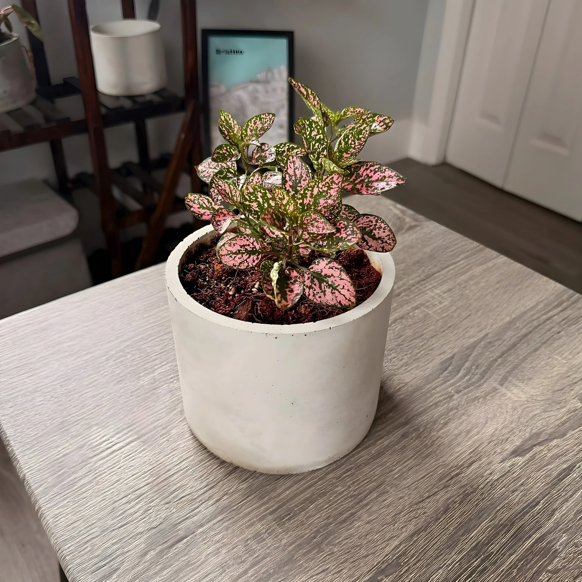 Polka Dot Plant – Colorful Foliage in Premium Charlie Pot Options – Houseplant