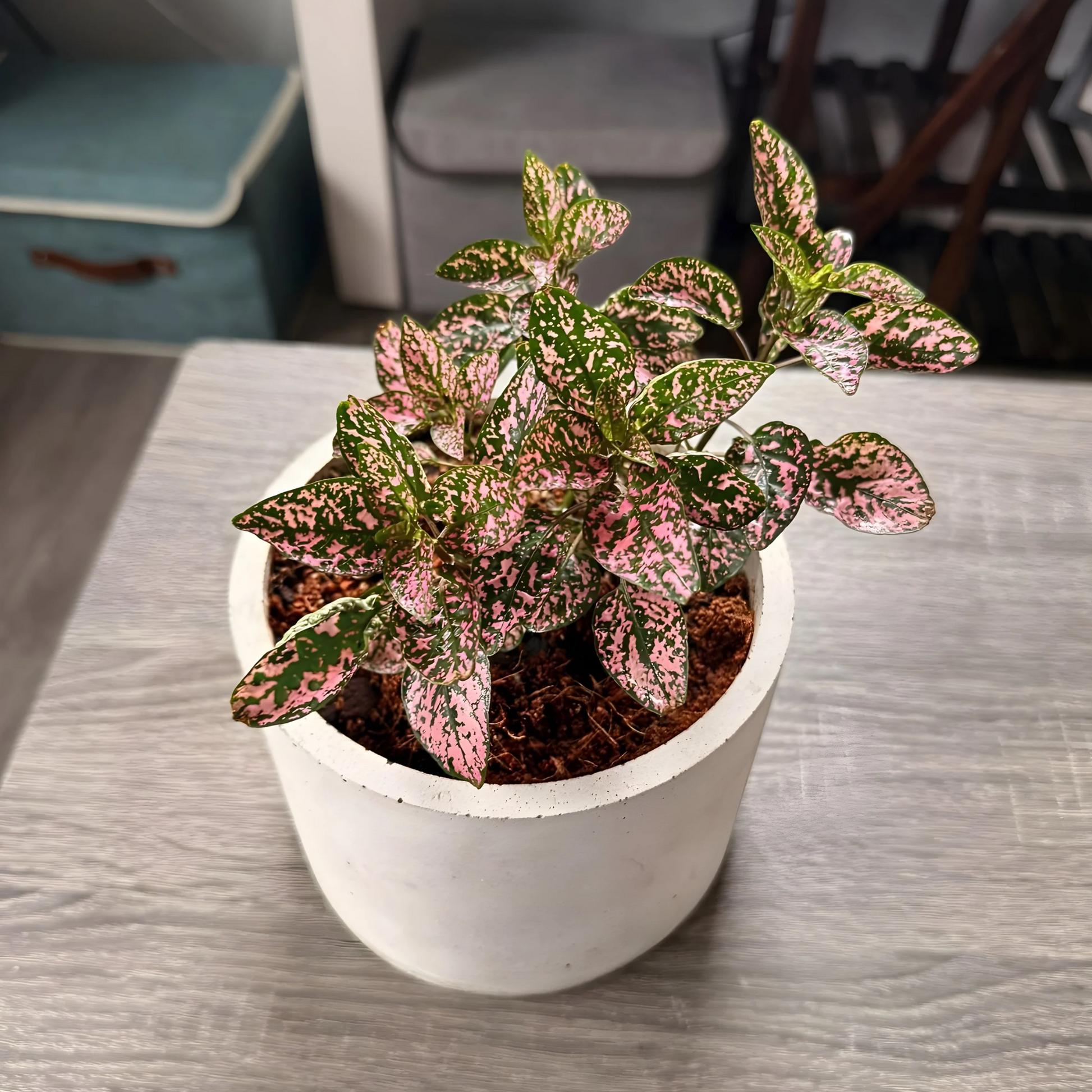 Polka Dot Plant – Colorful Foliage in Premium Charlie Pot Options – Houseplant