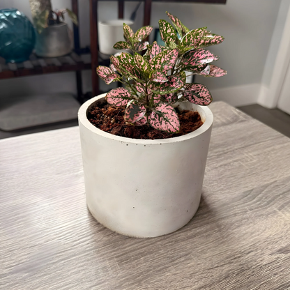 Polka Dot Plant – Colorful Foliage in Premium Charlie Pot Options – Houseplant