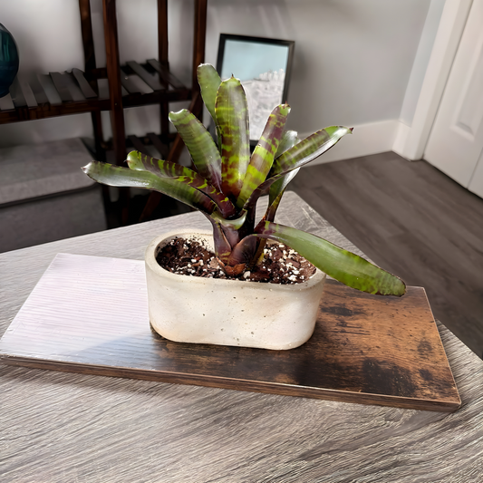 Neoregelia Blushing Tiger – Colorful Bromeliad in 4.5″ Charlie Pot (Oval)