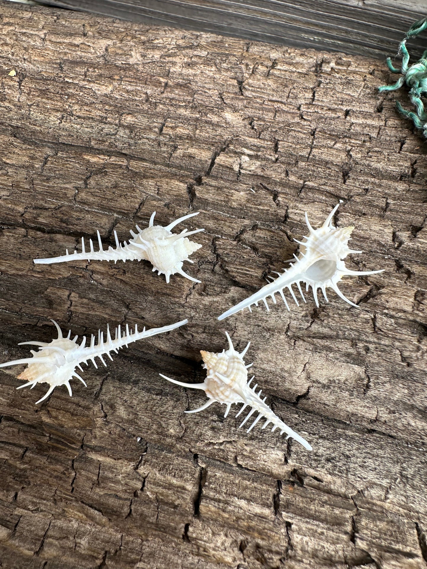 1-2" Venus Comb Murex - Murex Pecten Seashell