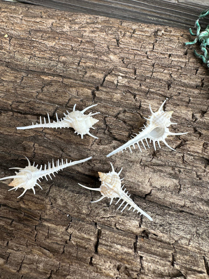 1-2" Venus Comb Murex - Murex Pecten Seashell