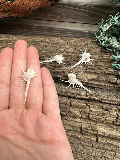 1-2" Venus Comb Murex - Murex Pecten Seashell