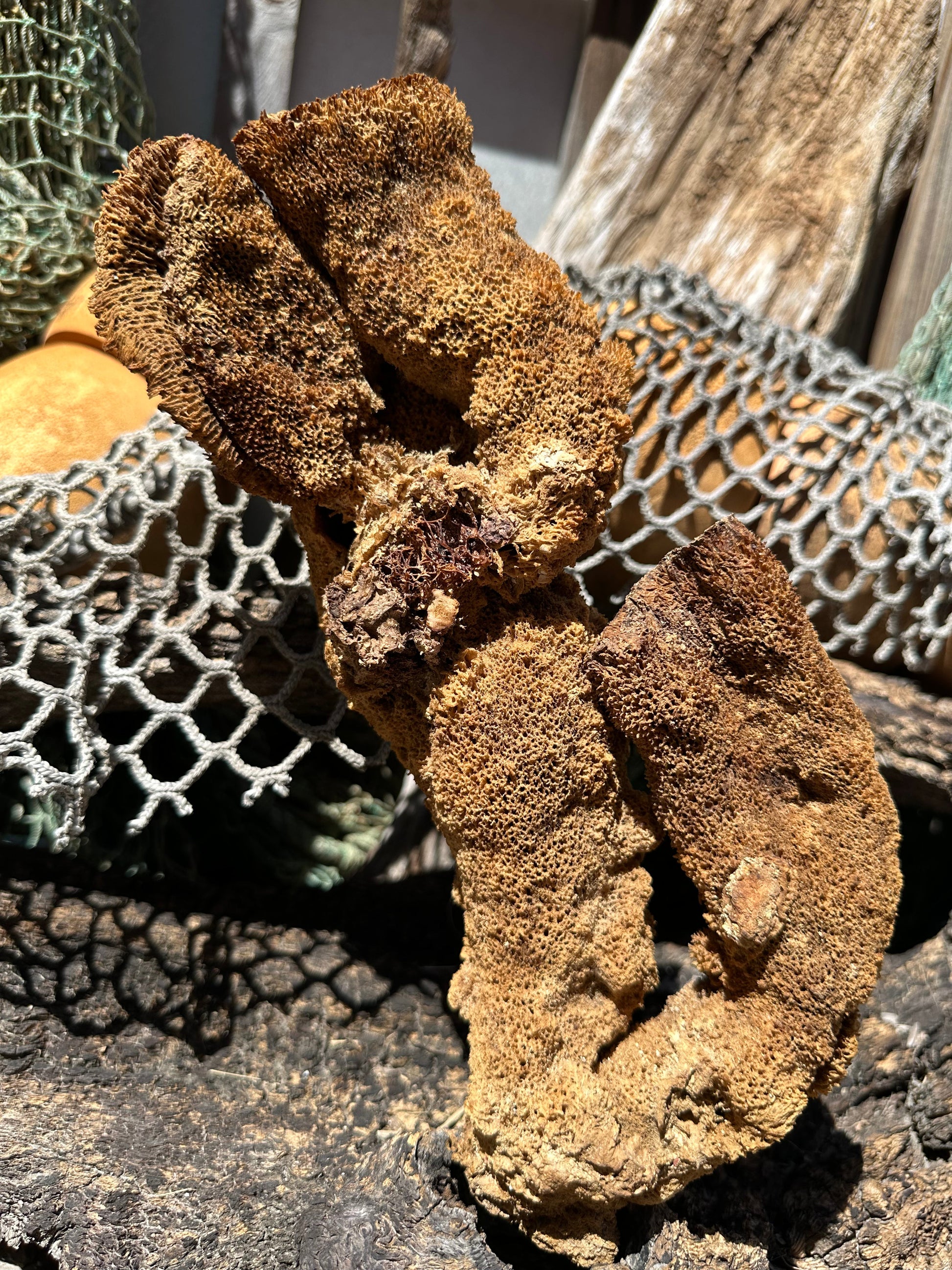 Natural Pipe Sponge 11" - Ocean Specimen Decor –