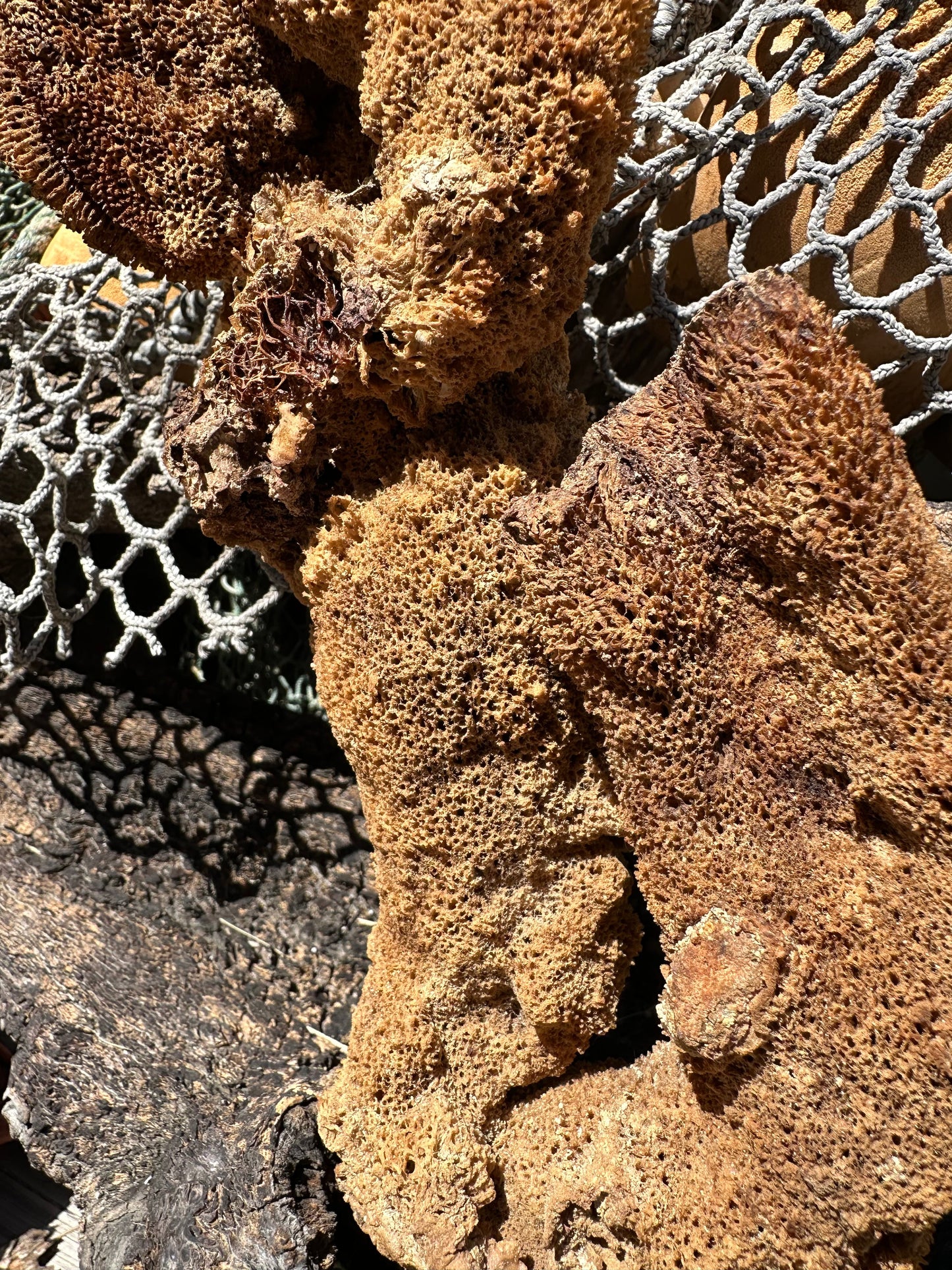 Natural Pipe Sponge 11" - Ocean Specimen Decor –