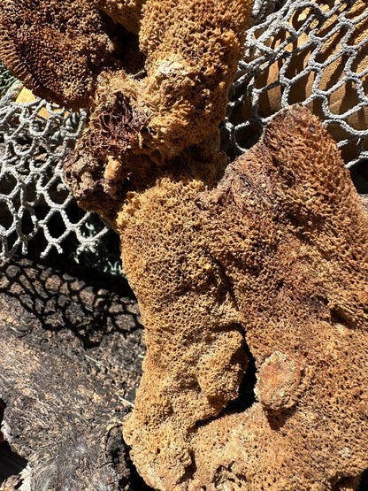 Natural Pipe Sponge 11" - Ocean Specimen Decor –