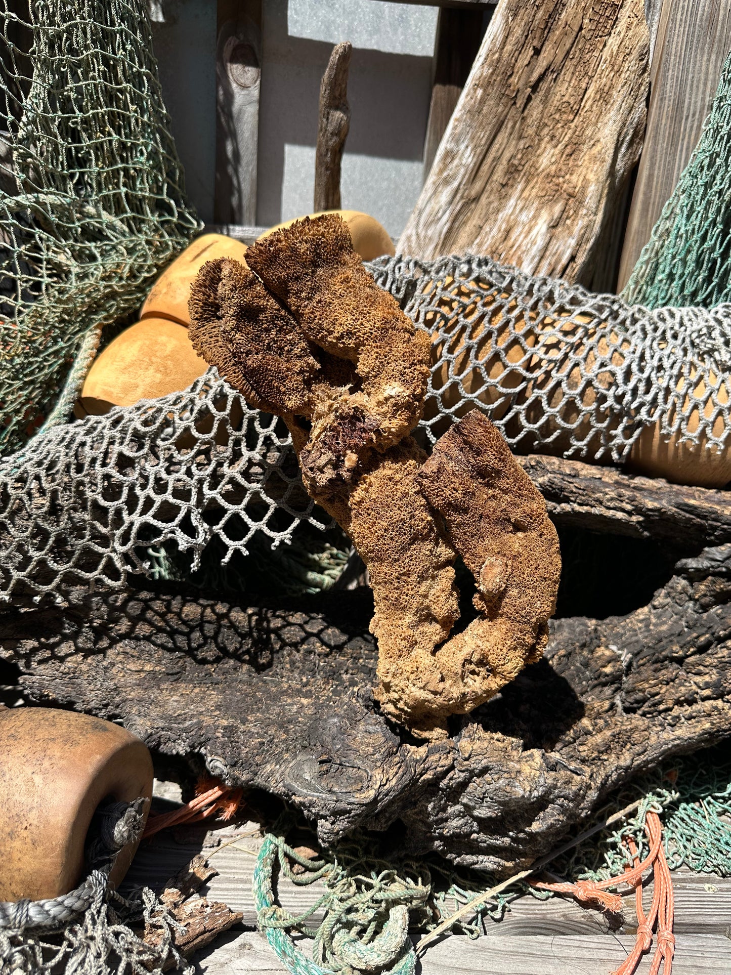 Natural Pipe Sponge 11" - Ocean Specimen Decor –