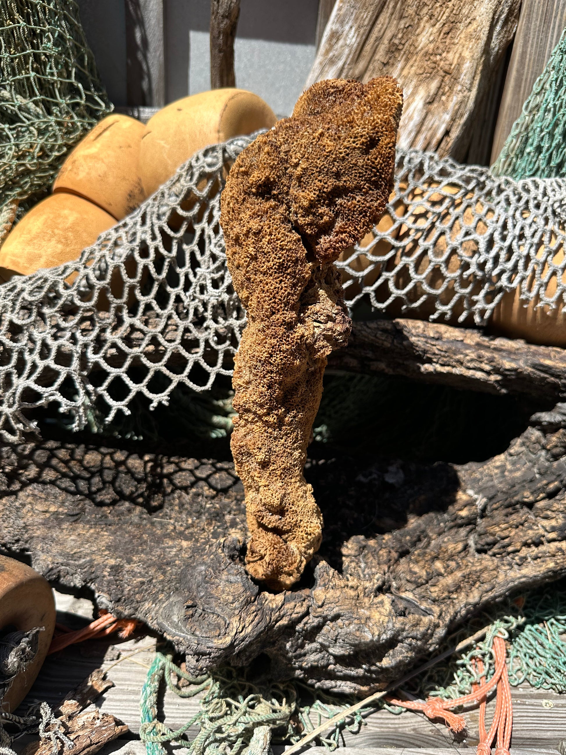 Natural Pipe Sponge 11" - Ocean Specimen Decor –