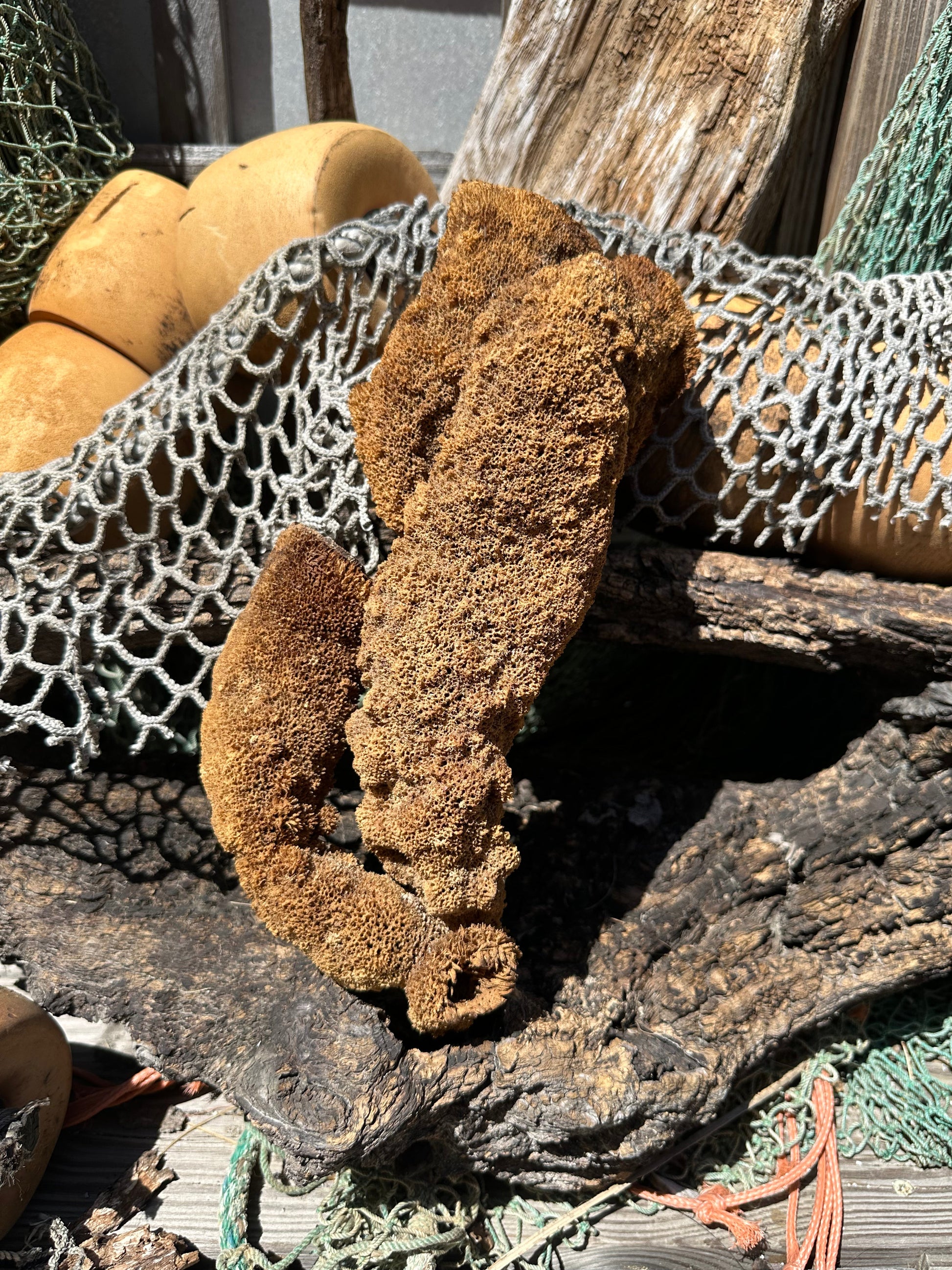 Natural Pipe Sponge 11" - Ocean Specimen Decor –