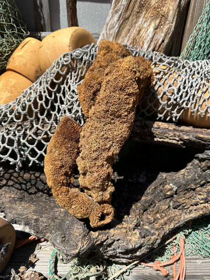 Natural Pipe Sponge 11" - Ocean Specimen Decor –