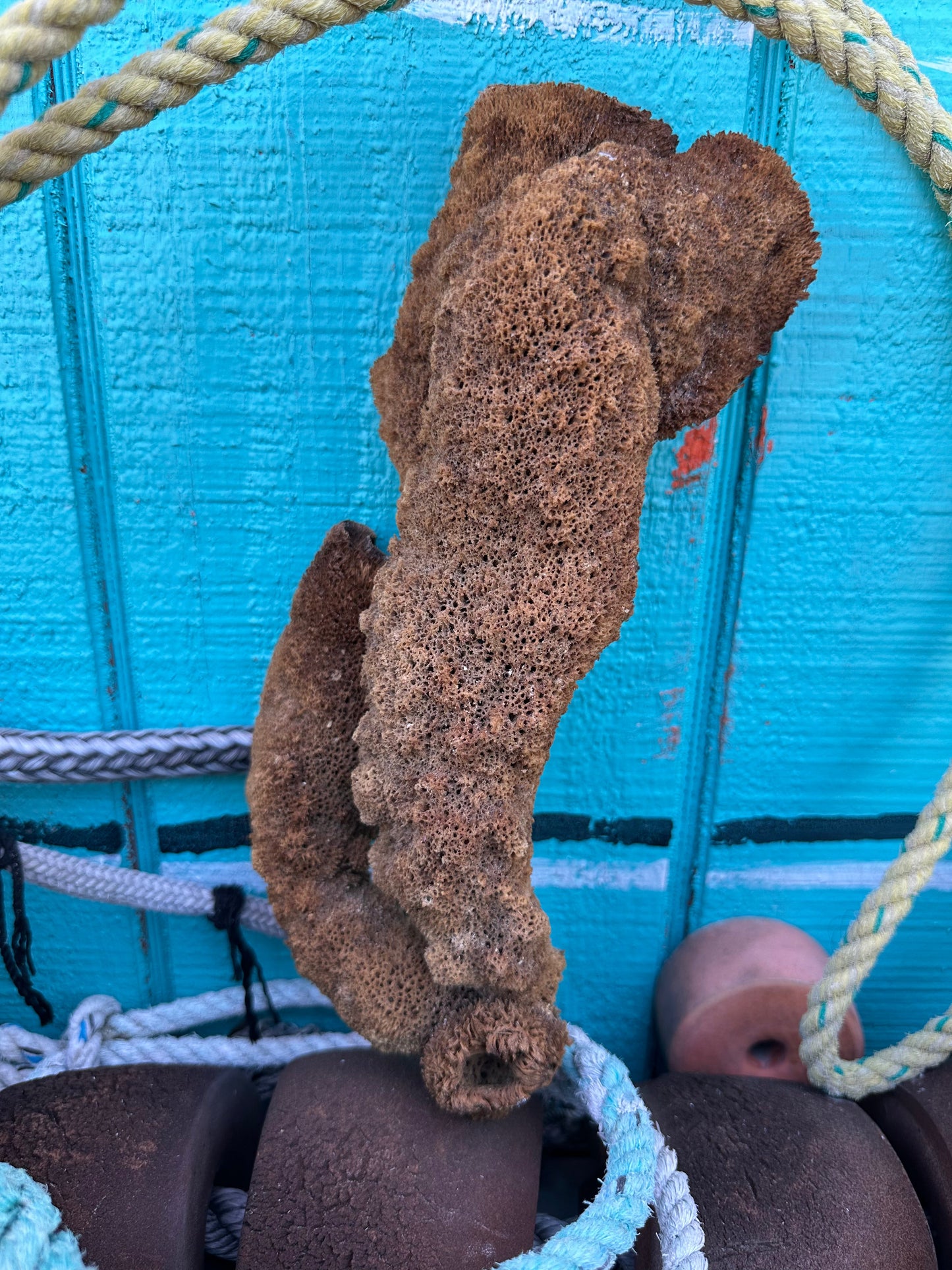 Natural Pipe Sponge 11" - Ocean Specimen Decor –