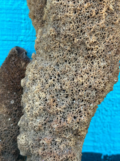 Natural Pipe Sponge 11" - Ocean Specimen Decor –